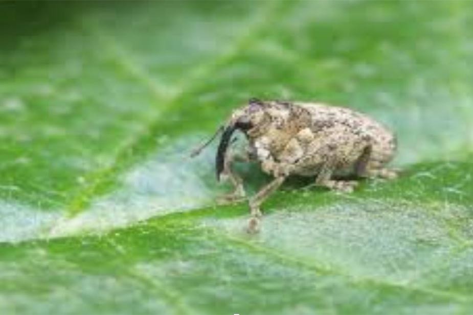 Lukov rilaš (Ceutorhynchus suturalis) – odrastao insekt