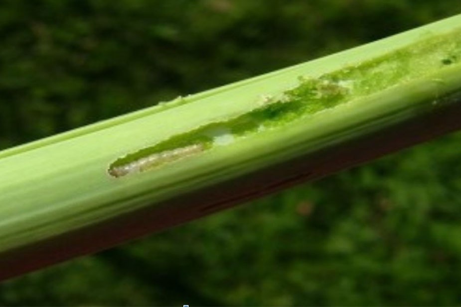 Lukov moljac (Acrolepiopsis assectella) - larva