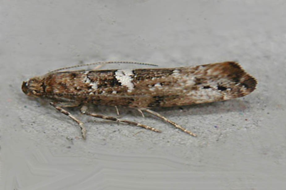 Lukov moljac (Acrolepiopsis assectella)