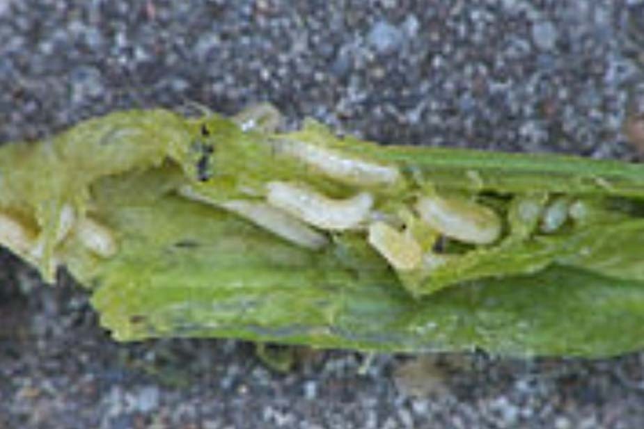 Lukova minirajuća muva (Phytomyza gymnostoma)