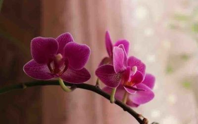 Orhideja najlepši prirodni grebator