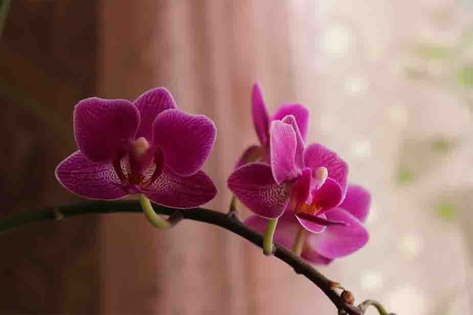 Cvet orhideje