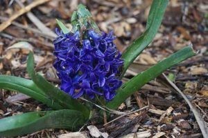 Zumbul (Hyacinthus sp.)