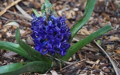 Zumbul (Hyacinthus sp.) njegovo gajenje i recept za domaći parfem