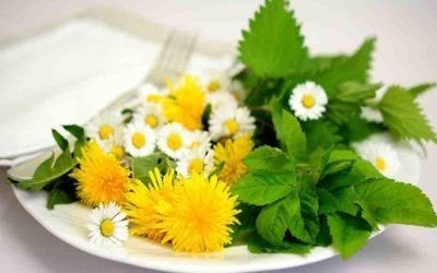 Lekovito bilje u proleće: Prirodna apoteka za zdravlje i vitalnost