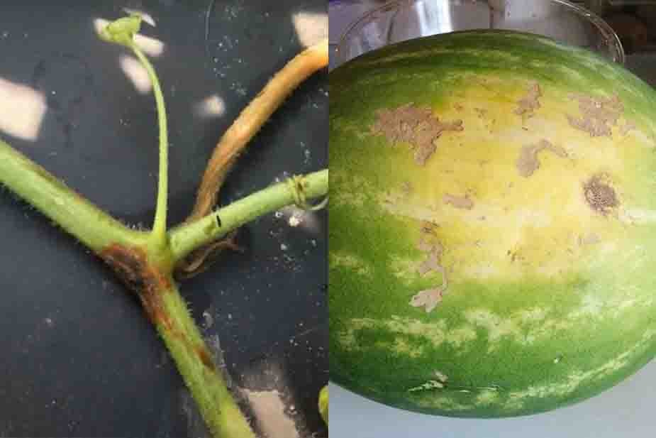 antraknoza lubenice