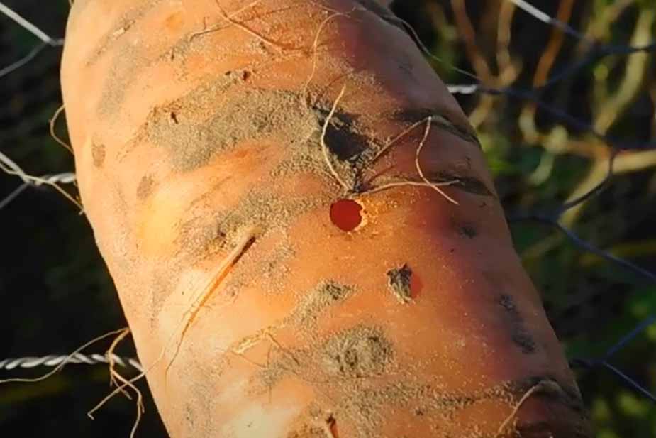 Prikaz štete koju pravi larva mrkvine muve