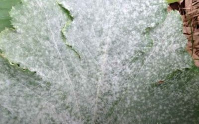 Pepelnica maline (Sphaerotheca macularis)